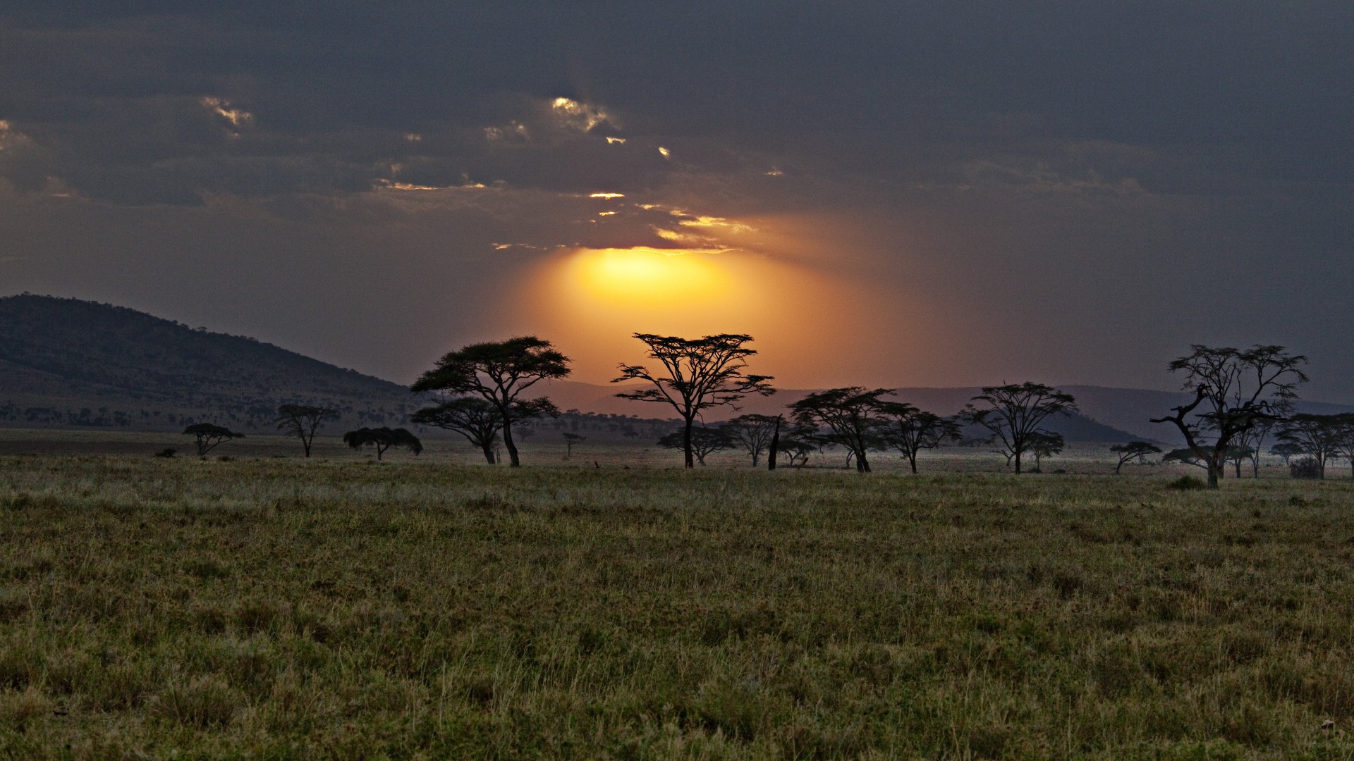 Sunset, Africa, Kenya, Savannah Desktop Background - Savannah Background , HD Wallpaper & Backgrounds