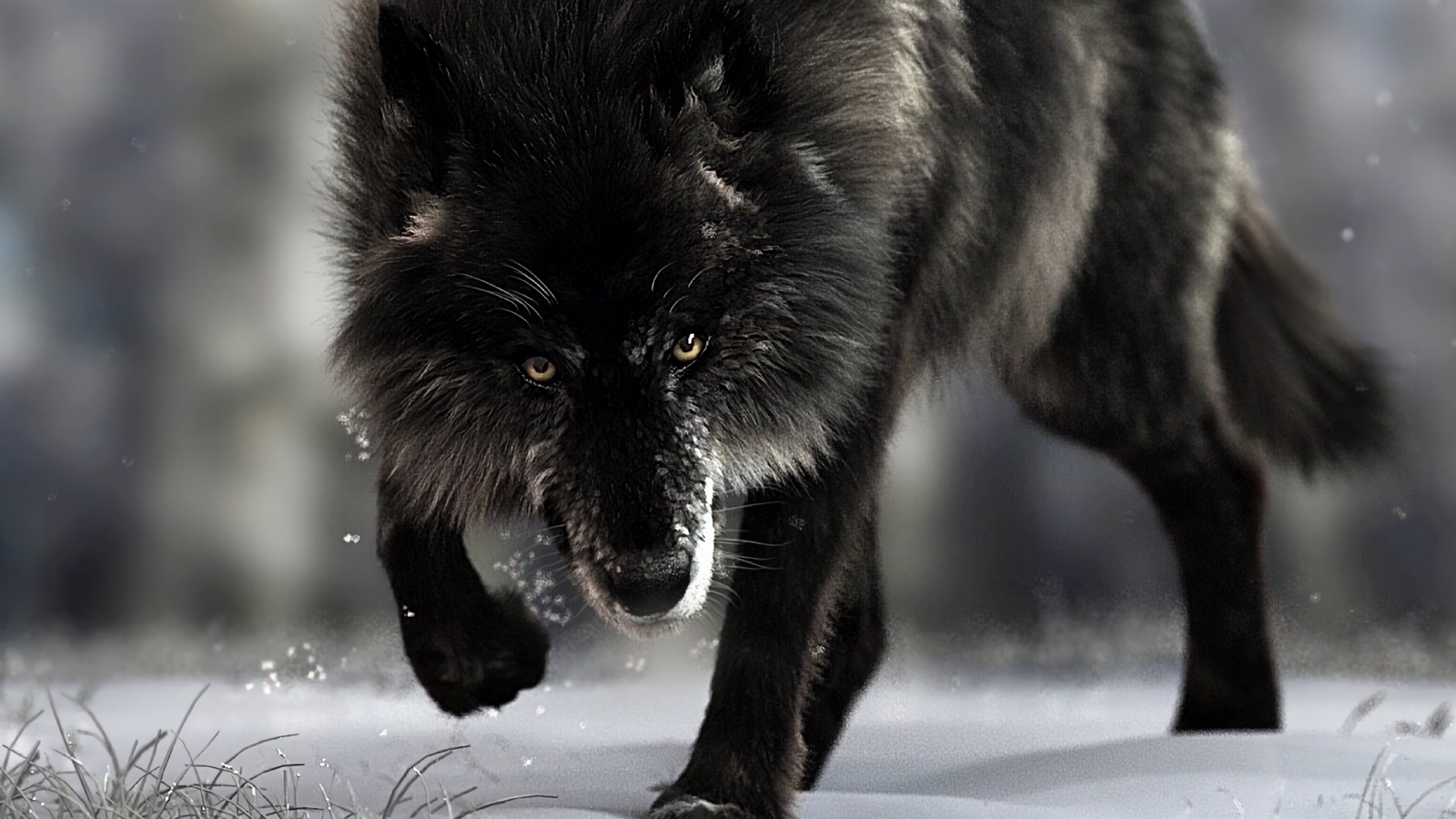 Wallpaper Wolf, Predator, Black, Wildlife, Dog - There Is Nothing Stronger Than A Broken Man , HD Wallpaper & Backgrounds