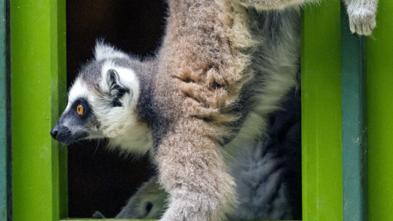 Wallpaper Lemur, Door, Funny, Animal - Lemurs , HD Wallpaper & Backgrounds