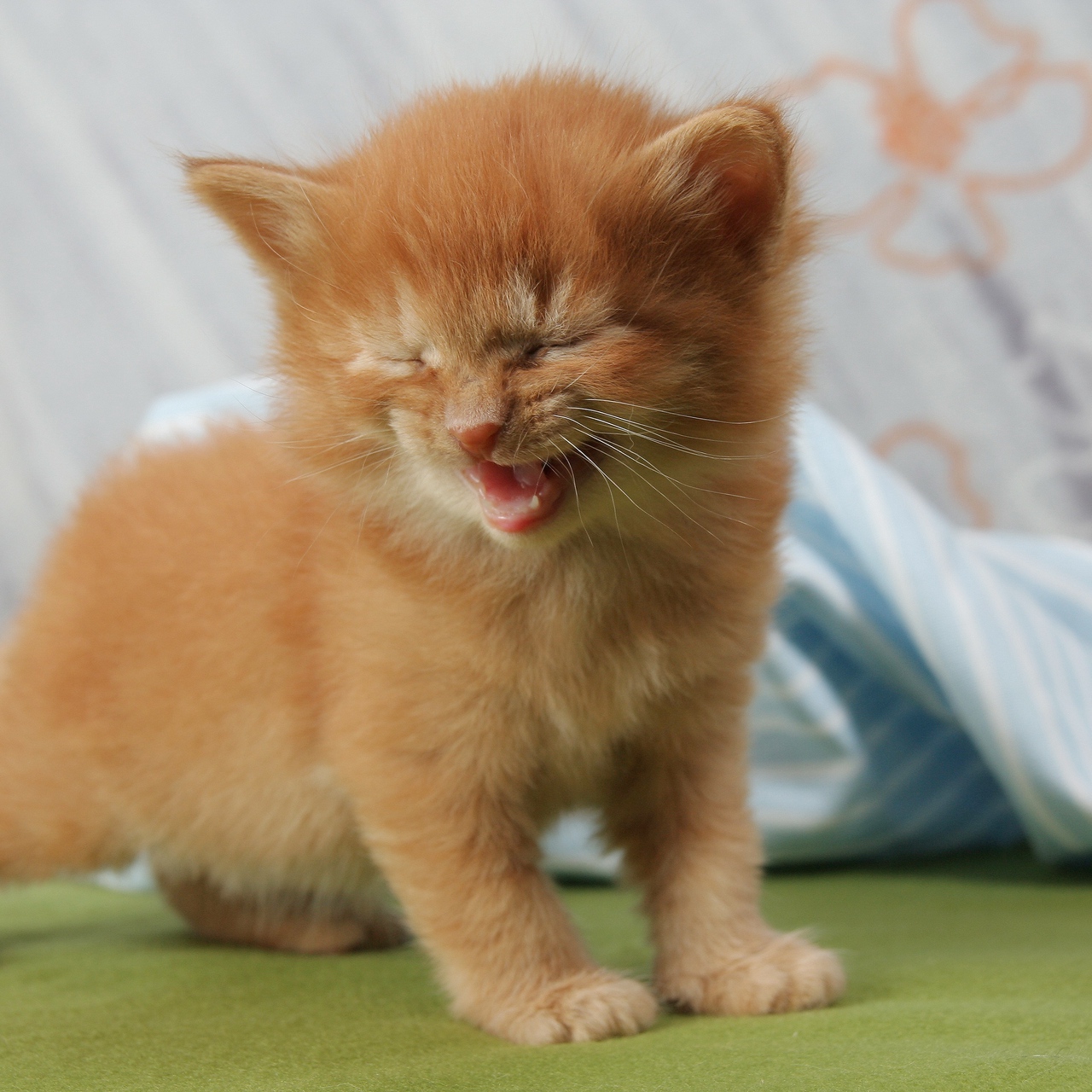 Wallpaper Kitten, Cry, Baby - Orange Tabby Cat Baby , HD Wallpaper & Backgrounds