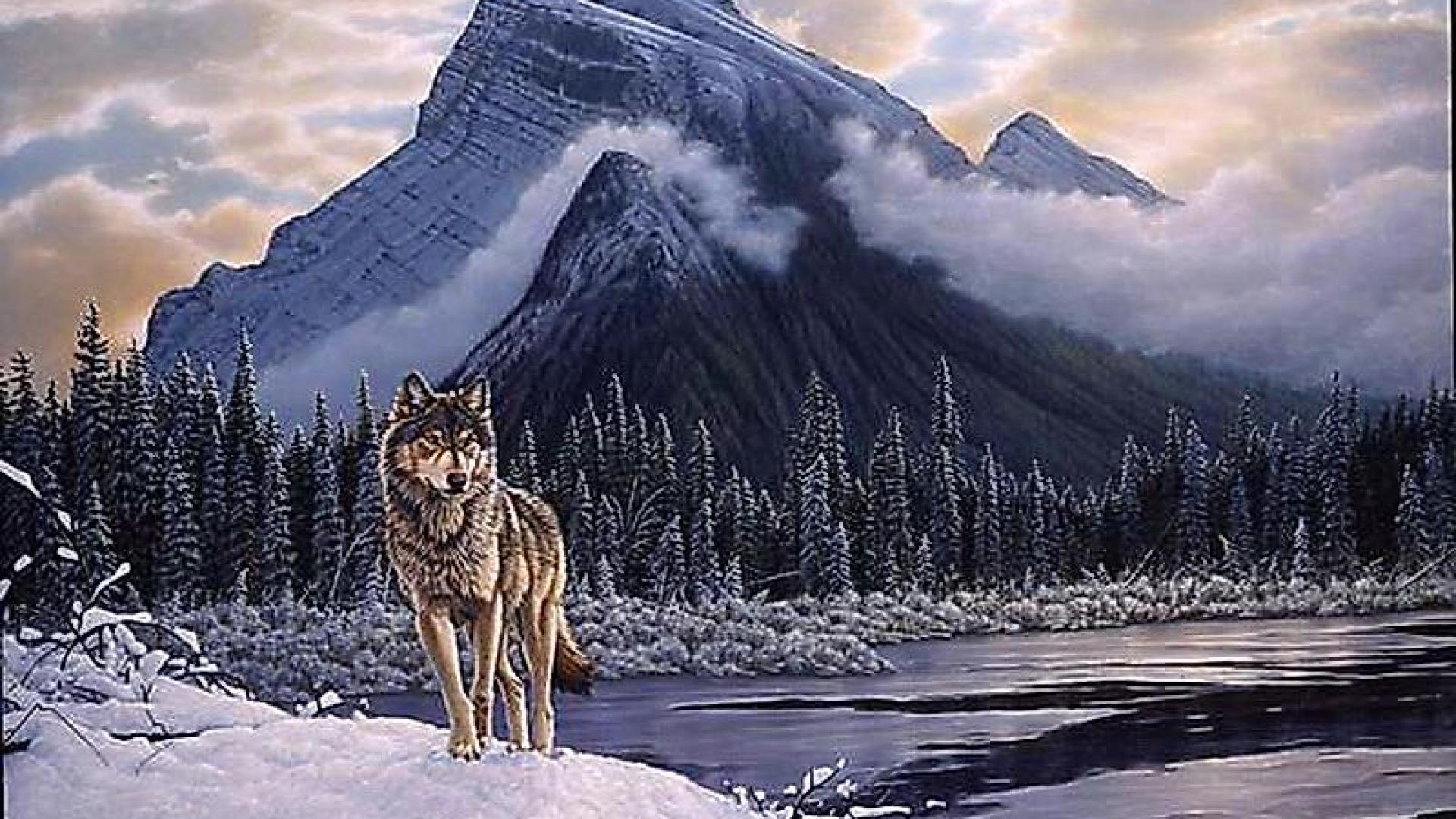 Canadian Lone Wolf Wallpaper - Lone Wolf , HD Wallpaper & Backgrounds