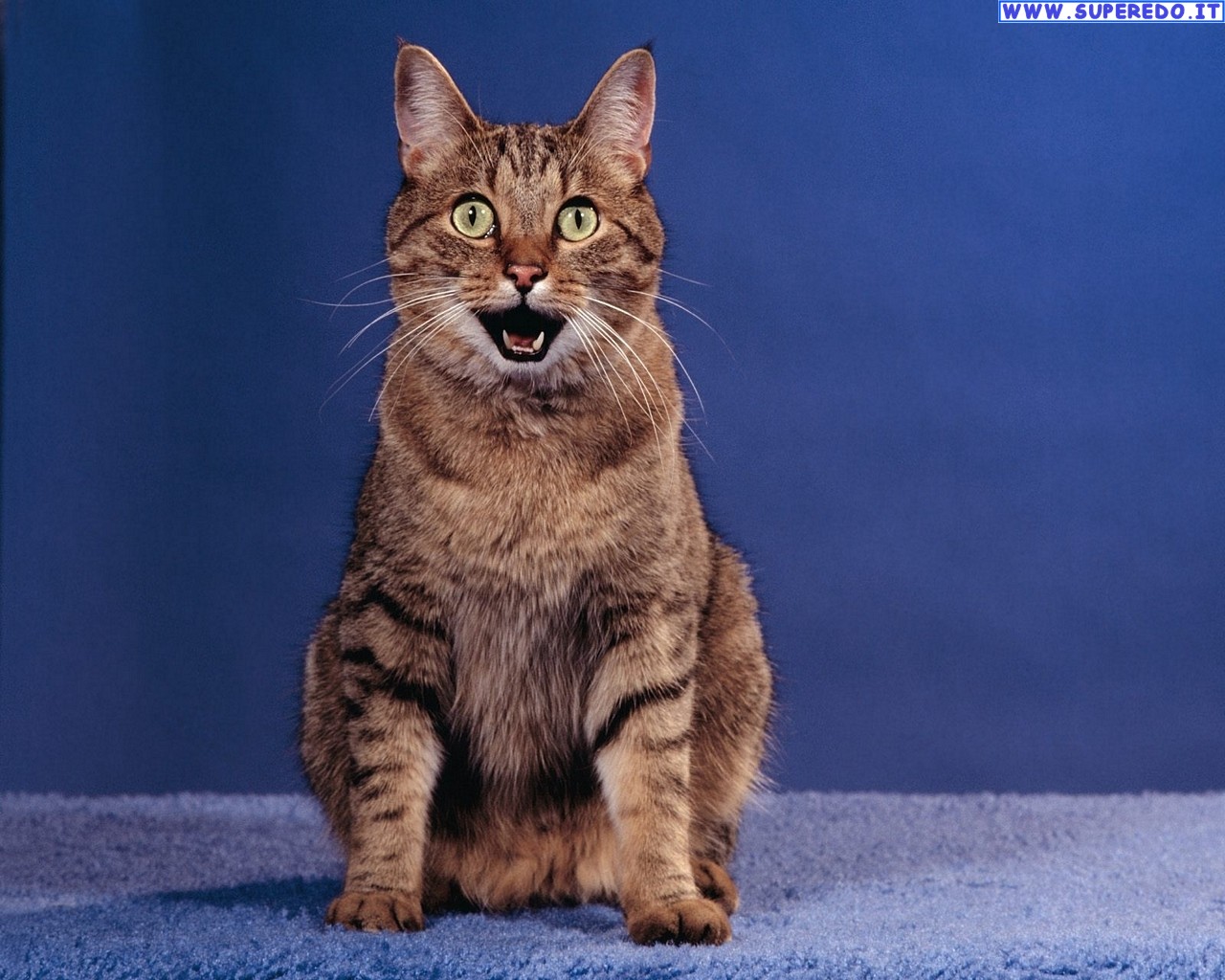 Funny Animals - Enthusiastic Cat , HD Wallpaper & Backgrounds