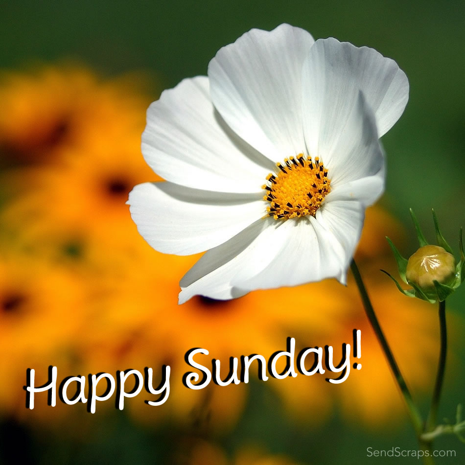 Happy Sunday - Dslr Camera Pictures In Flowers , HD Wallpaper & Backgrounds