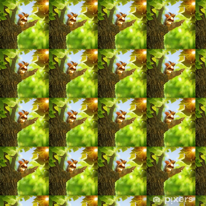 Squirrel , HD Wallpaper & Backgrounds