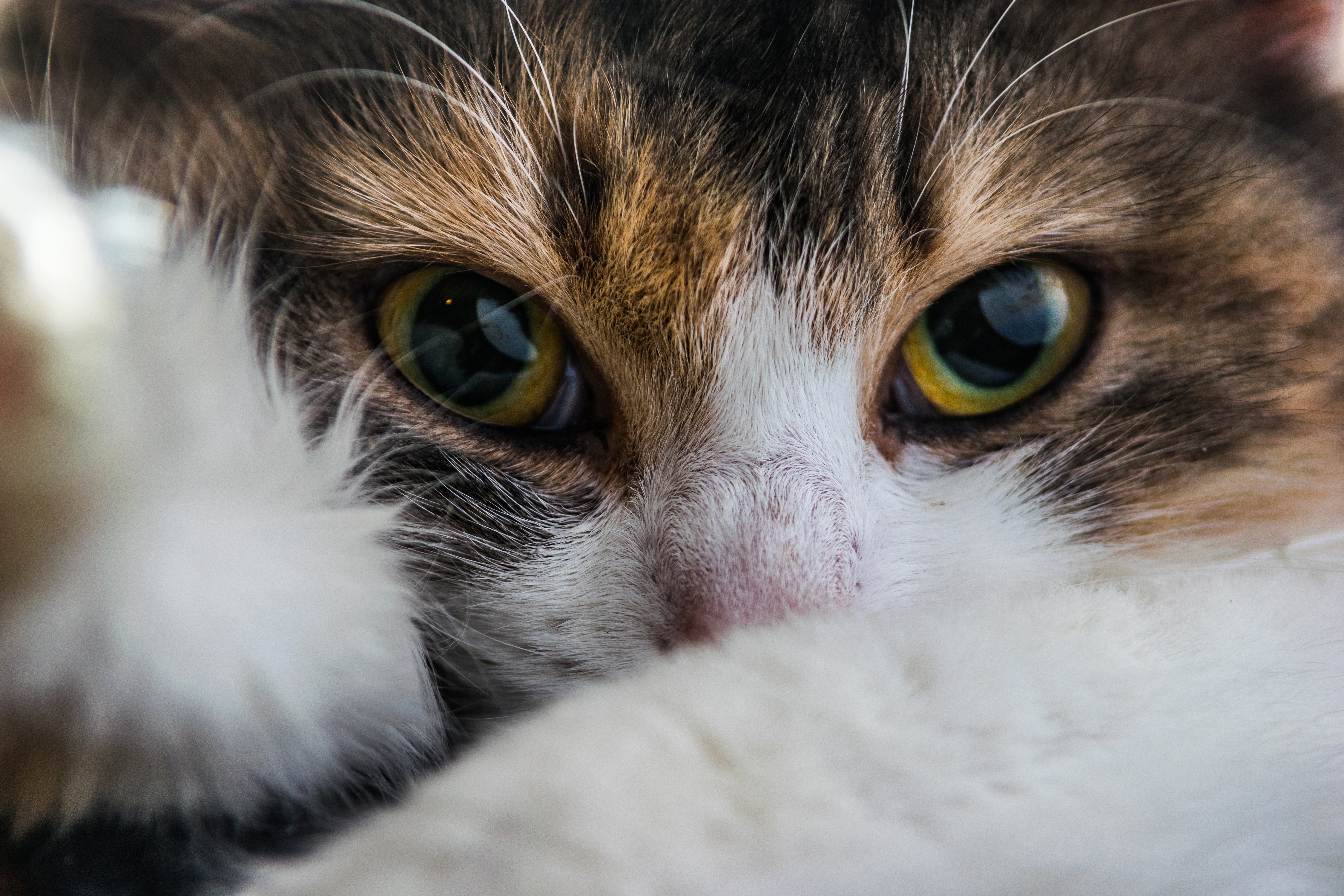 Calico Cat Close Up , HD Wallpaper & Backgrounds