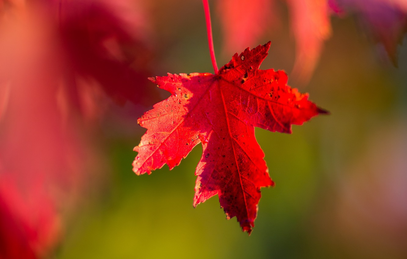 Photo Wallpaper Wallpaper, Red, Nature, Autumn, Macro, - Blur Red Nature Background Hd , HD Wallpaper & Backgrounds