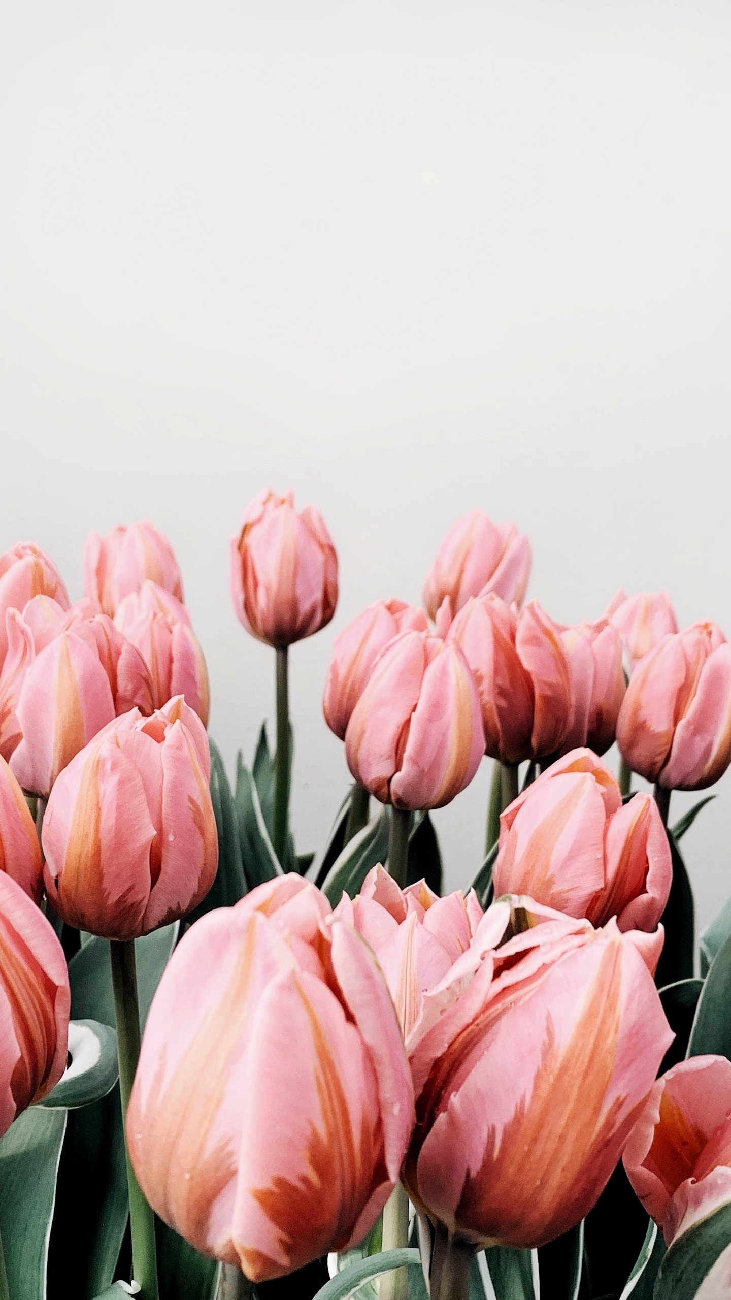 Wallpaper Tulips, Flowers, Pink, Bloom - Pastel Tulips Wallpaper Iphone , HD Wallpaper & Backgrounds
