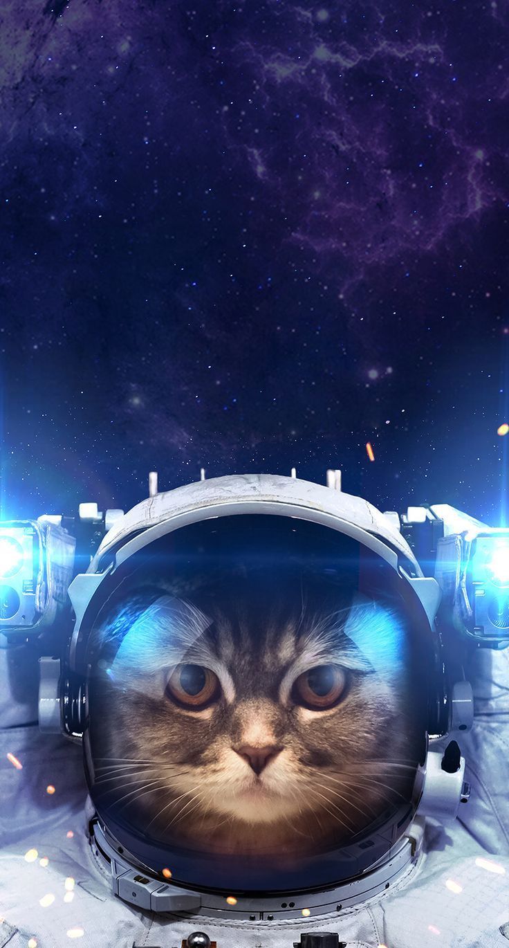 Astronaut Cat , HD Wallpaper & Backgrounds