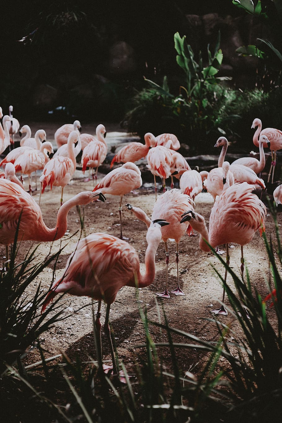 Flock Of Pink Flamingo, Animals In The Wild, Group - Pink Flamingos , HD Wallpaper & Backgrounds
