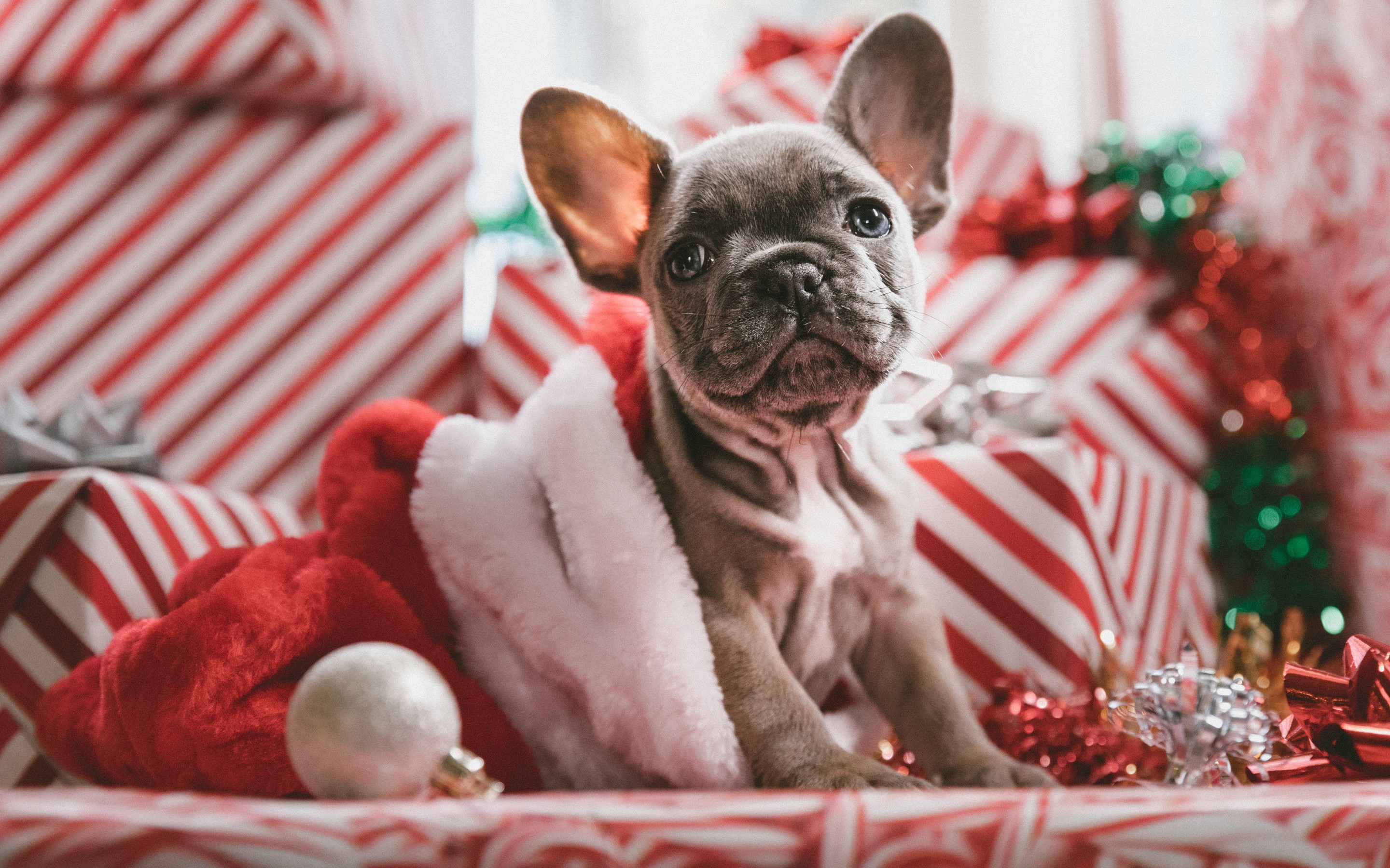 Christmas Wallpaper And Animals , HD Wallpaper & Backgrounds