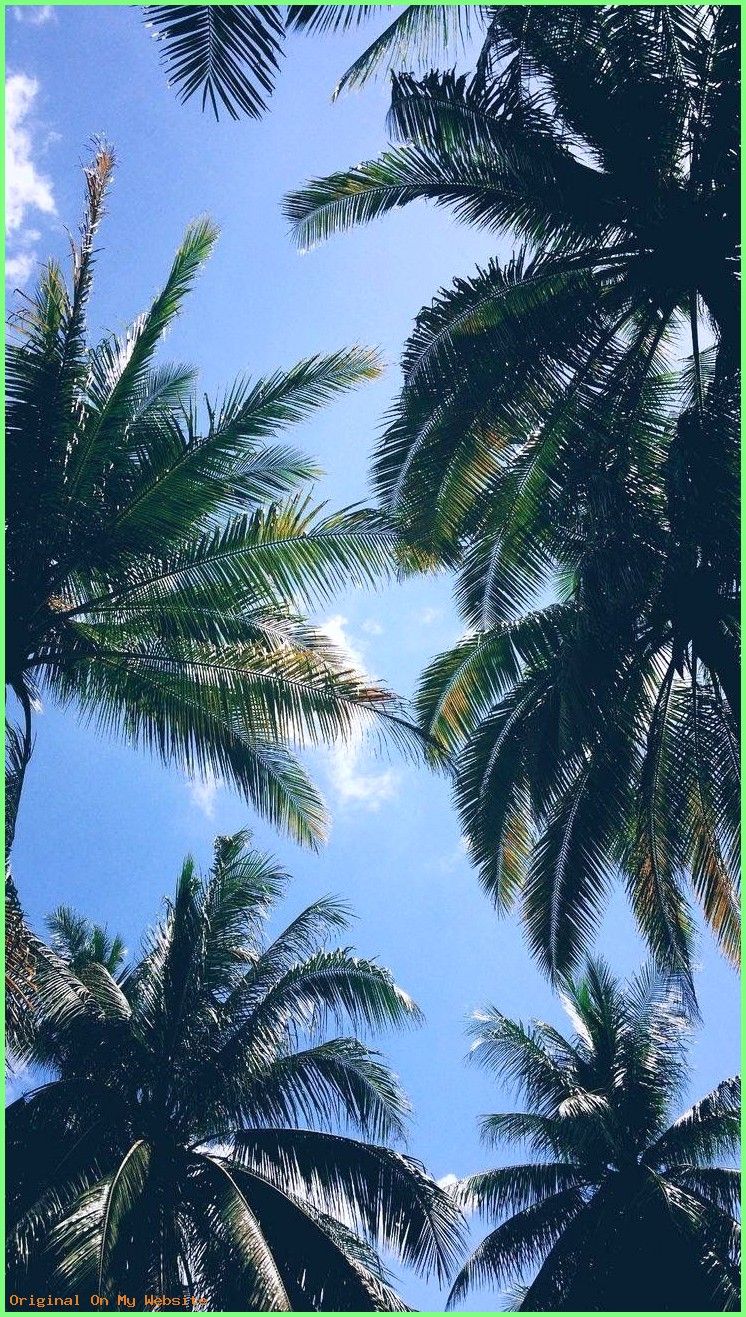 Palm Trees Iphone Xs Max , HD Wallpaper & Backgrounds