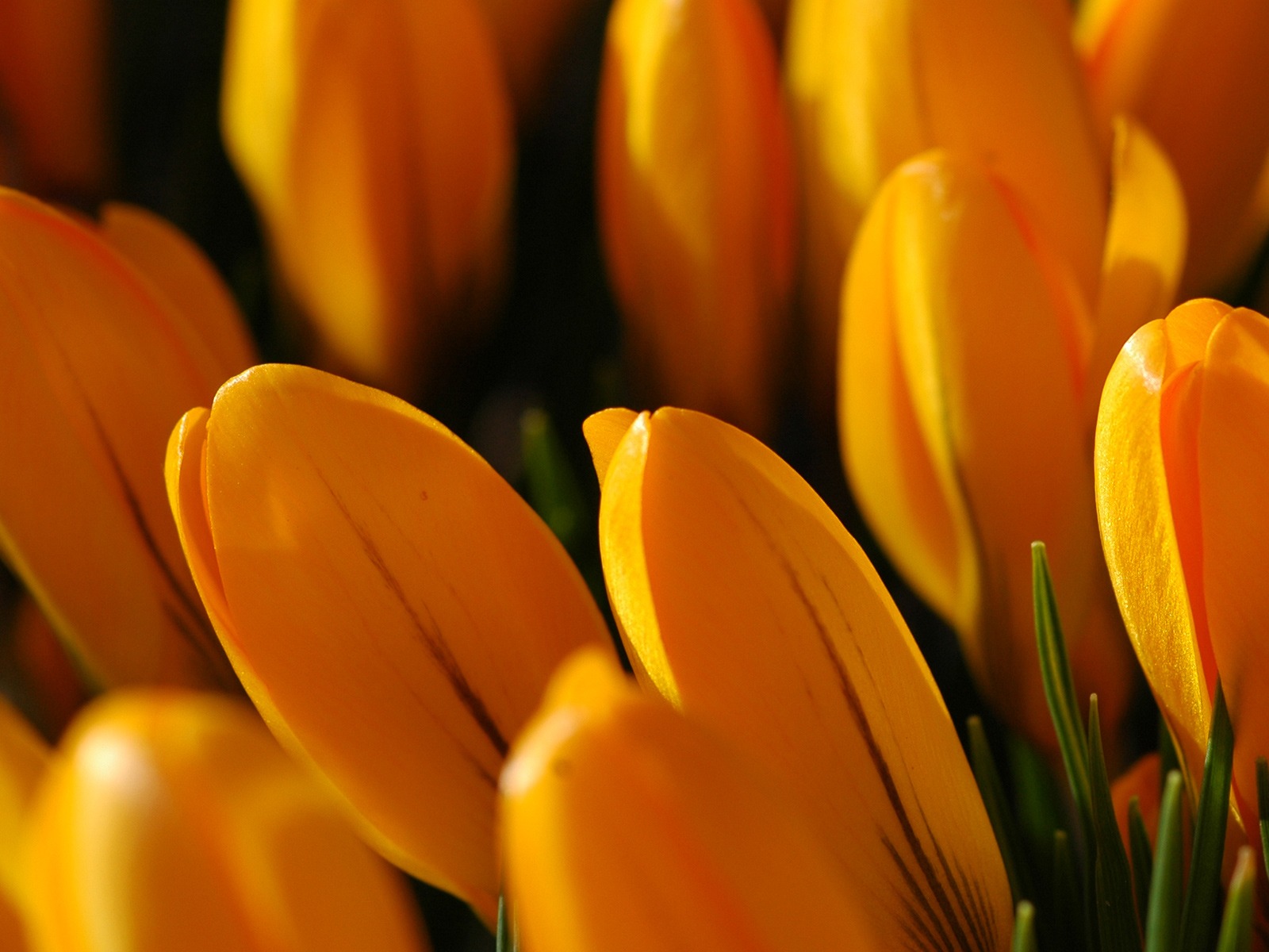 Golden Tulips , HD Wallpaper & Backgrounds