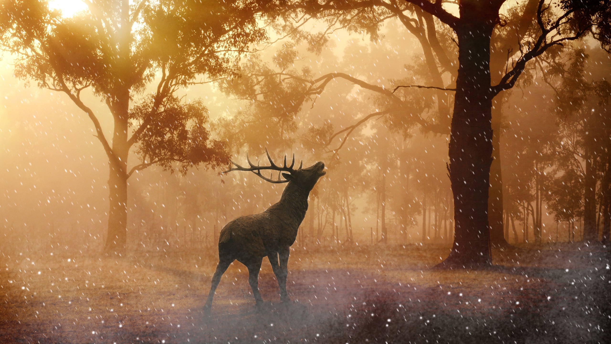 1080p Deer , HD Wallpaper & Backgrounds
