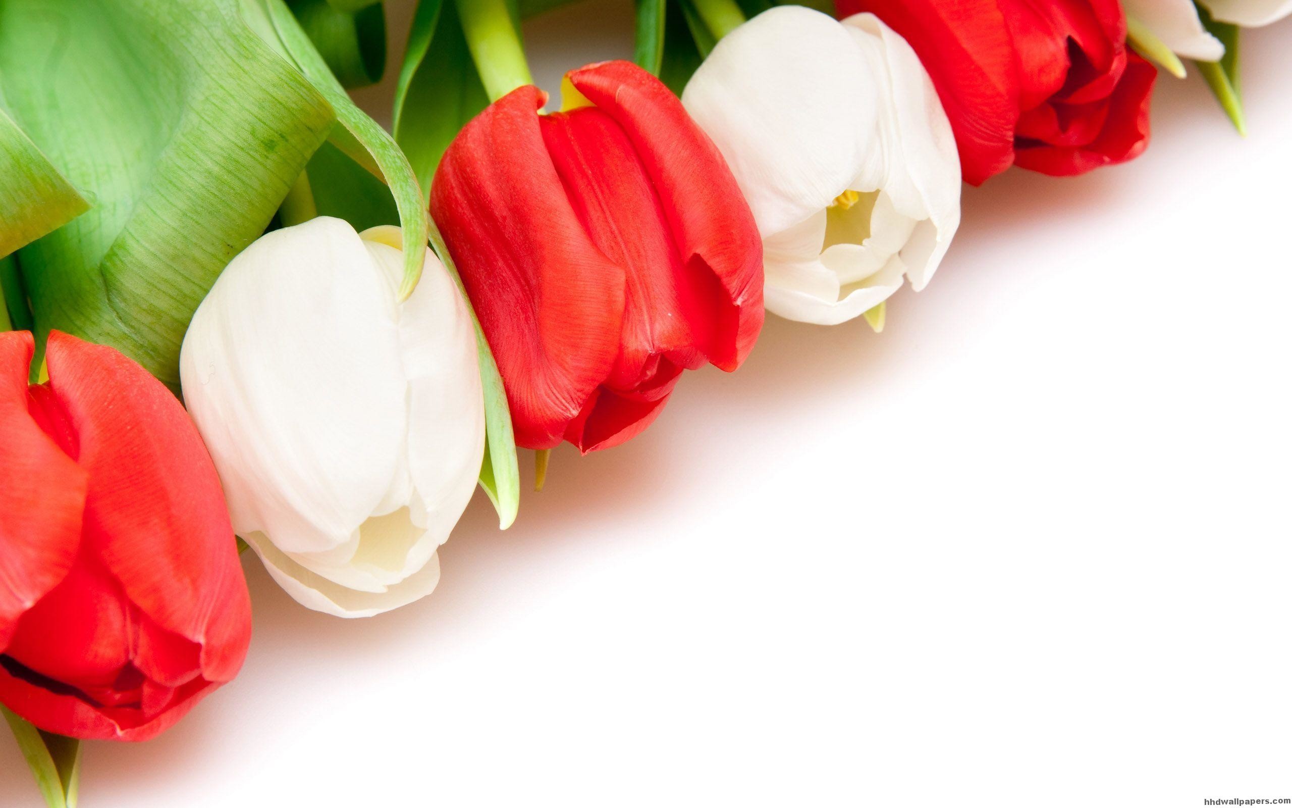 Red And White Tulips Flower Wallpaper 
 Data Src Tulip - Flowers Wallpapers With White Background , HD Wallpaper & Backgrounds