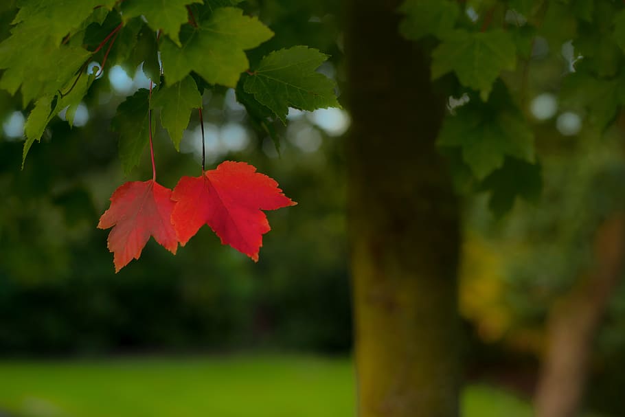 Red And Green Maple Leaves In Closeup Photography, , HD Wallpaper & Backgrounds