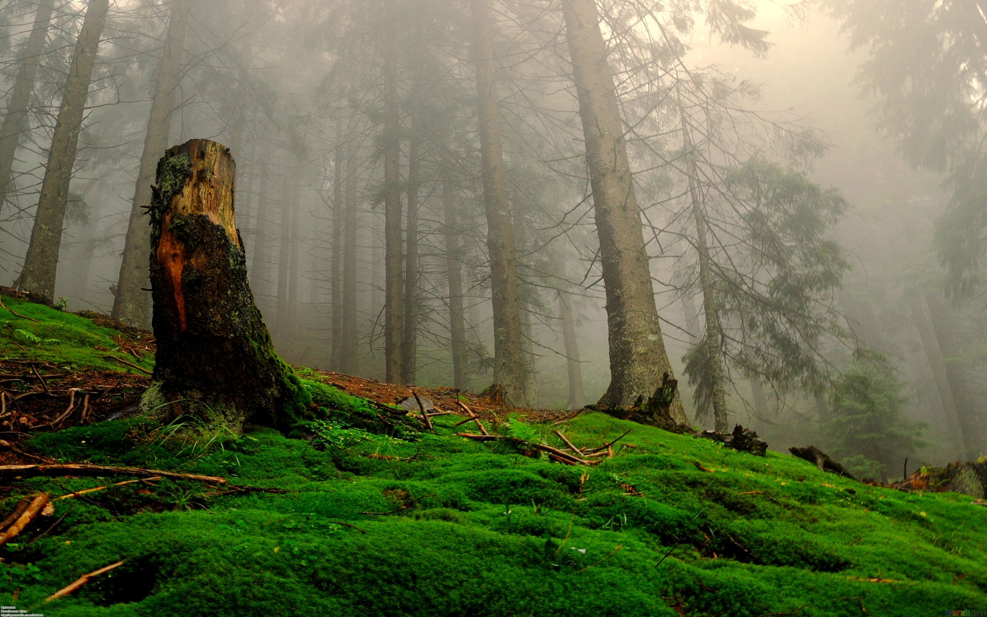 Enchanted » Live Hd Enchanted Wallpapers, Photos - Enchanted Forest Desktop Backgrounds , HD Wallpaper & Backgrounds