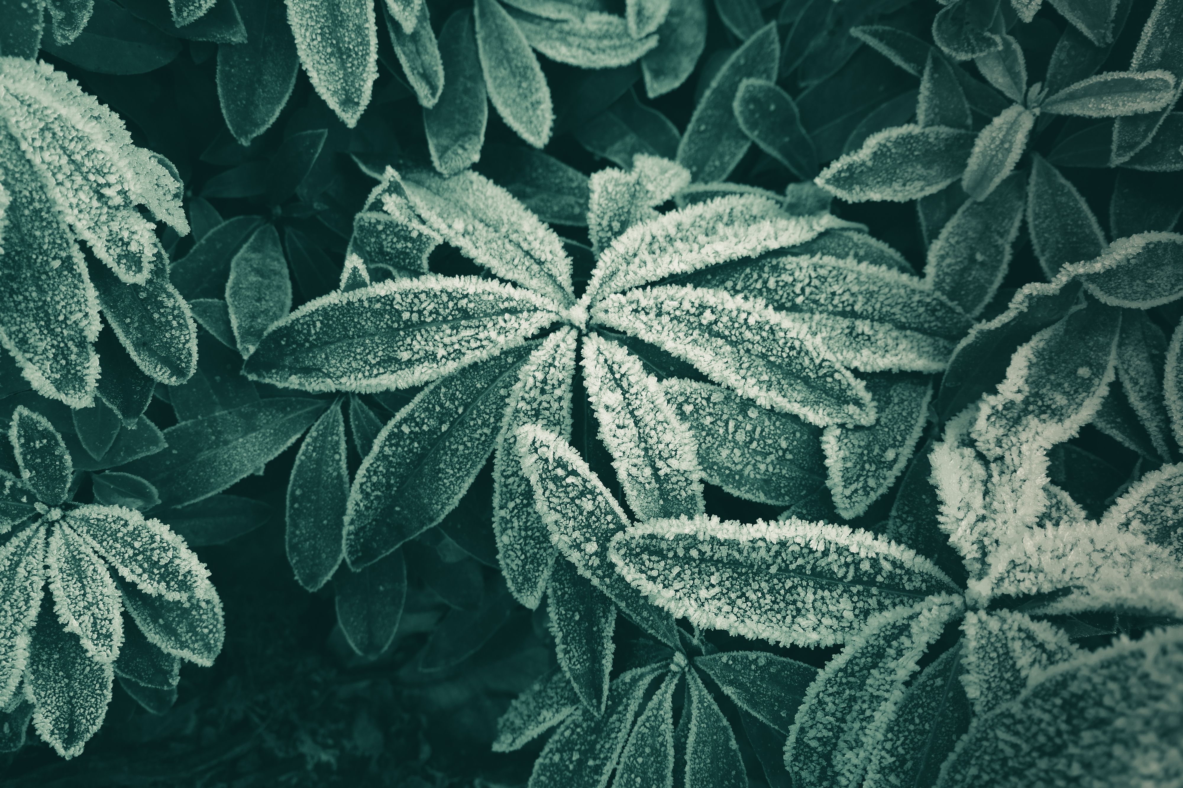 Wallpaper Of Frozen Leaves Background & Hd Image - Winter Green Color Palette , HD Wallpaper & Backgrounds