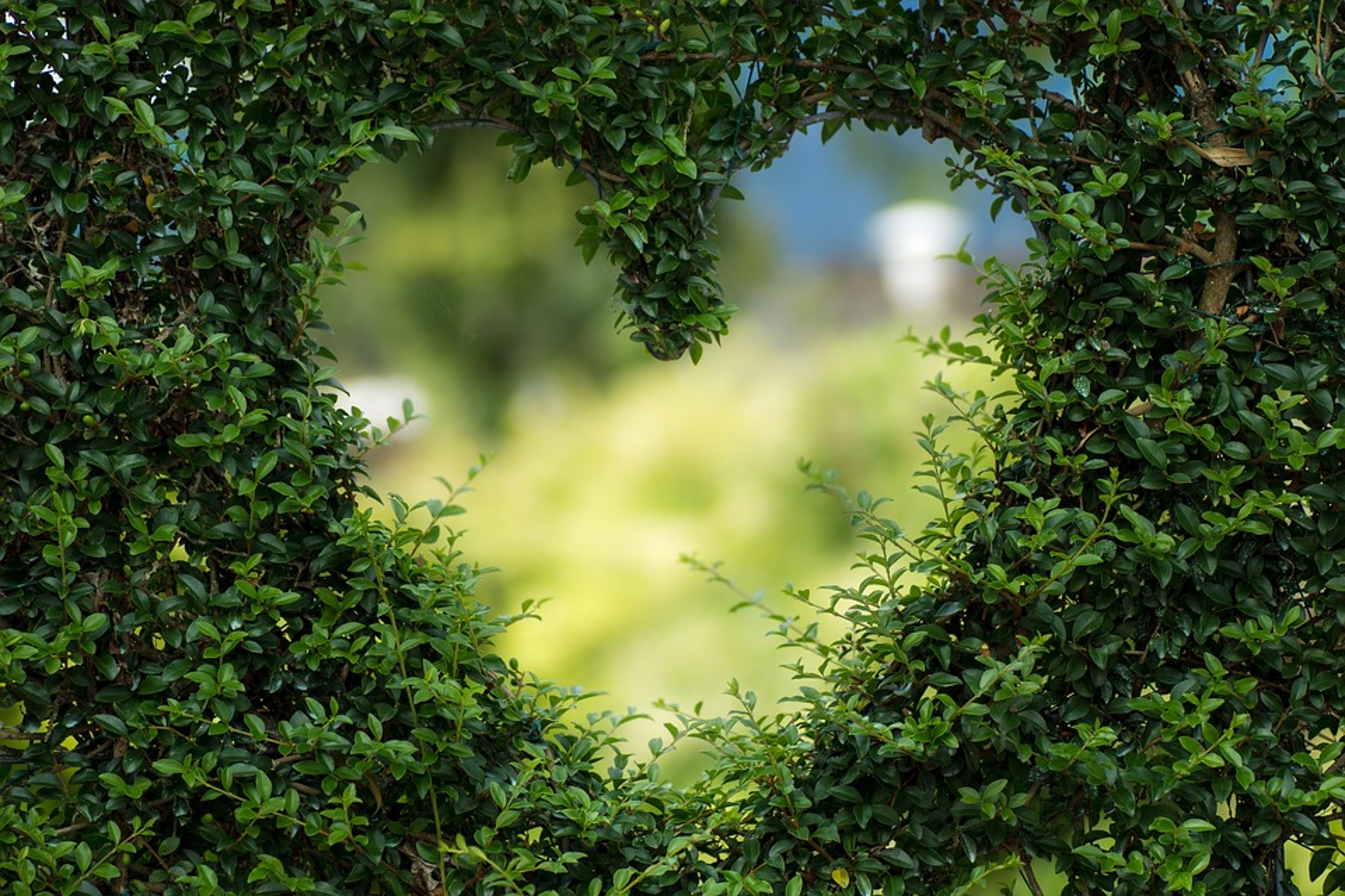Heart, Herzchen, Love, Romance, Luck, Valentine S Day - Nature Photography Background Hd , HD Wallpaper & Backgrounds