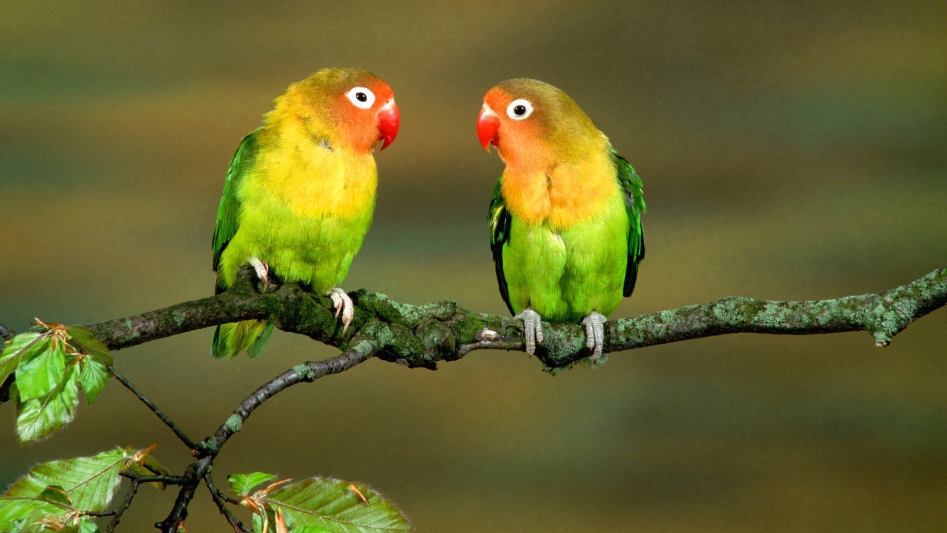 Wallpaper Lovebird Branch Cute Couple Variegated - Cute Couple Love Birds , HD Wallpaper & Backgrounds