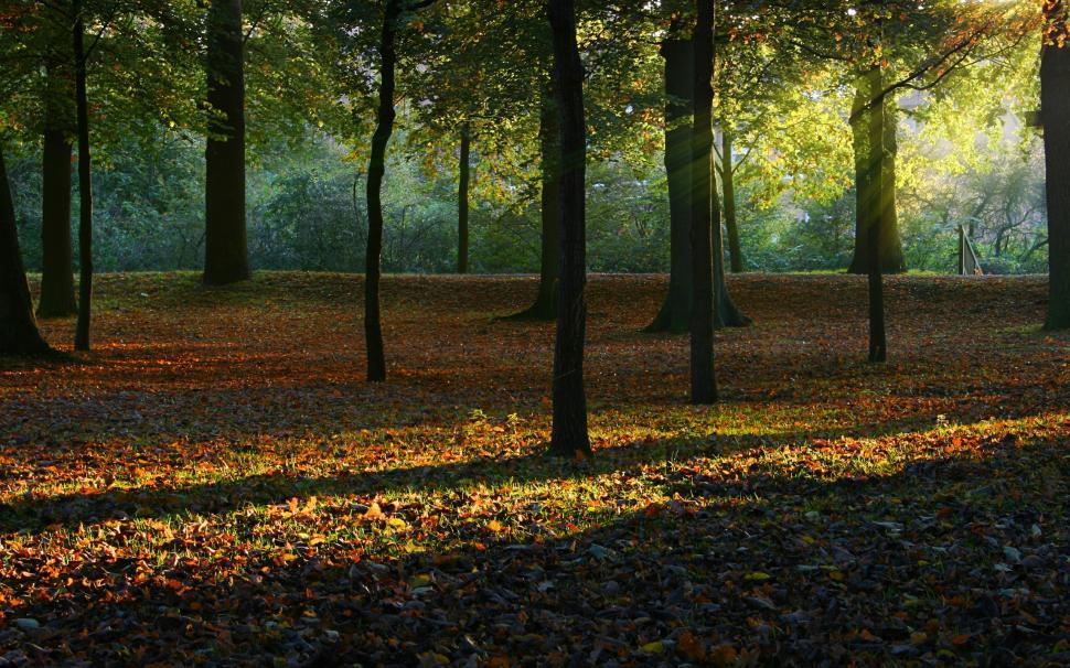 Forest Sunlight Trees Leaves Hd Wallpaper,nature Hd - Temperate Deciduous Forest Background , HD Wallpaper & Backgrounds