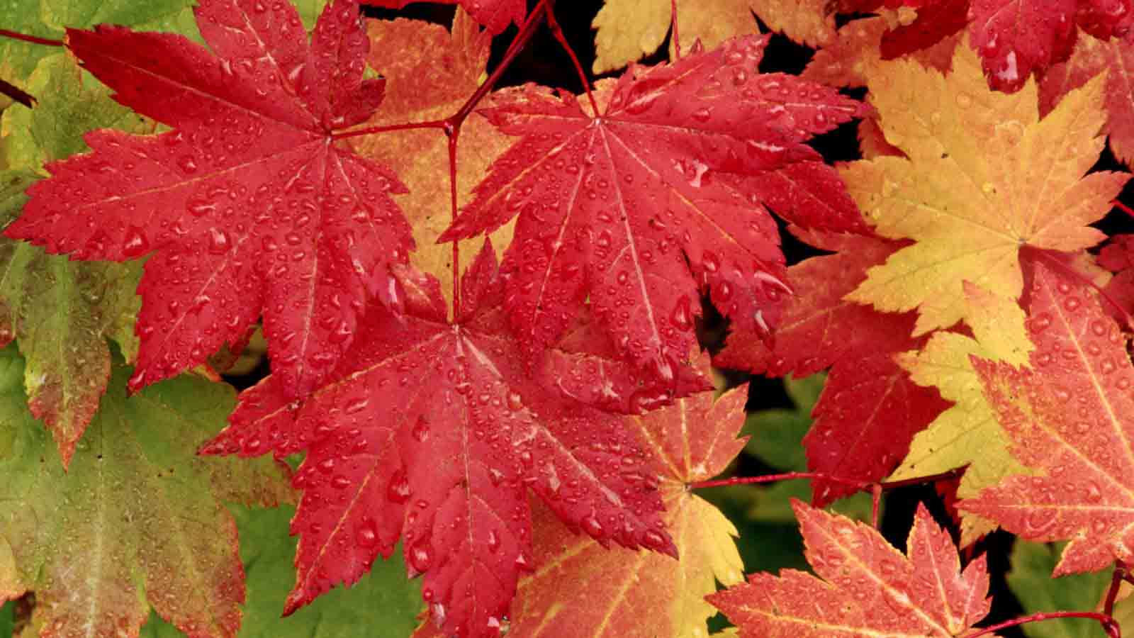 20 Latest Autumn Maple Leaves Hd Wallpaper 2011 - Maple Leaf Facebook Background , HD Wallpaper & Backgrounds