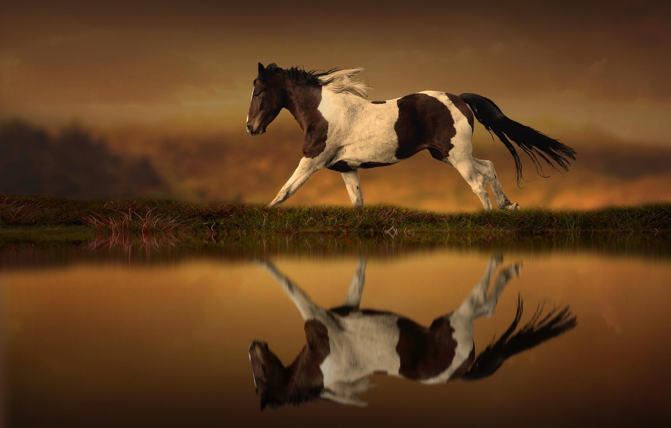 Photo Wallpaper Reflection, Horse, Running, Horse - Konie Tapety Zachód , HD Wallpaper & Backgrounds