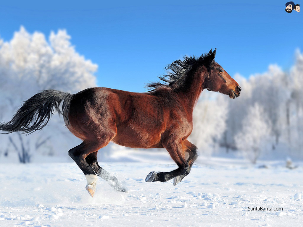 Winter Horse Photography , HD Wallpaper & Backgrounds