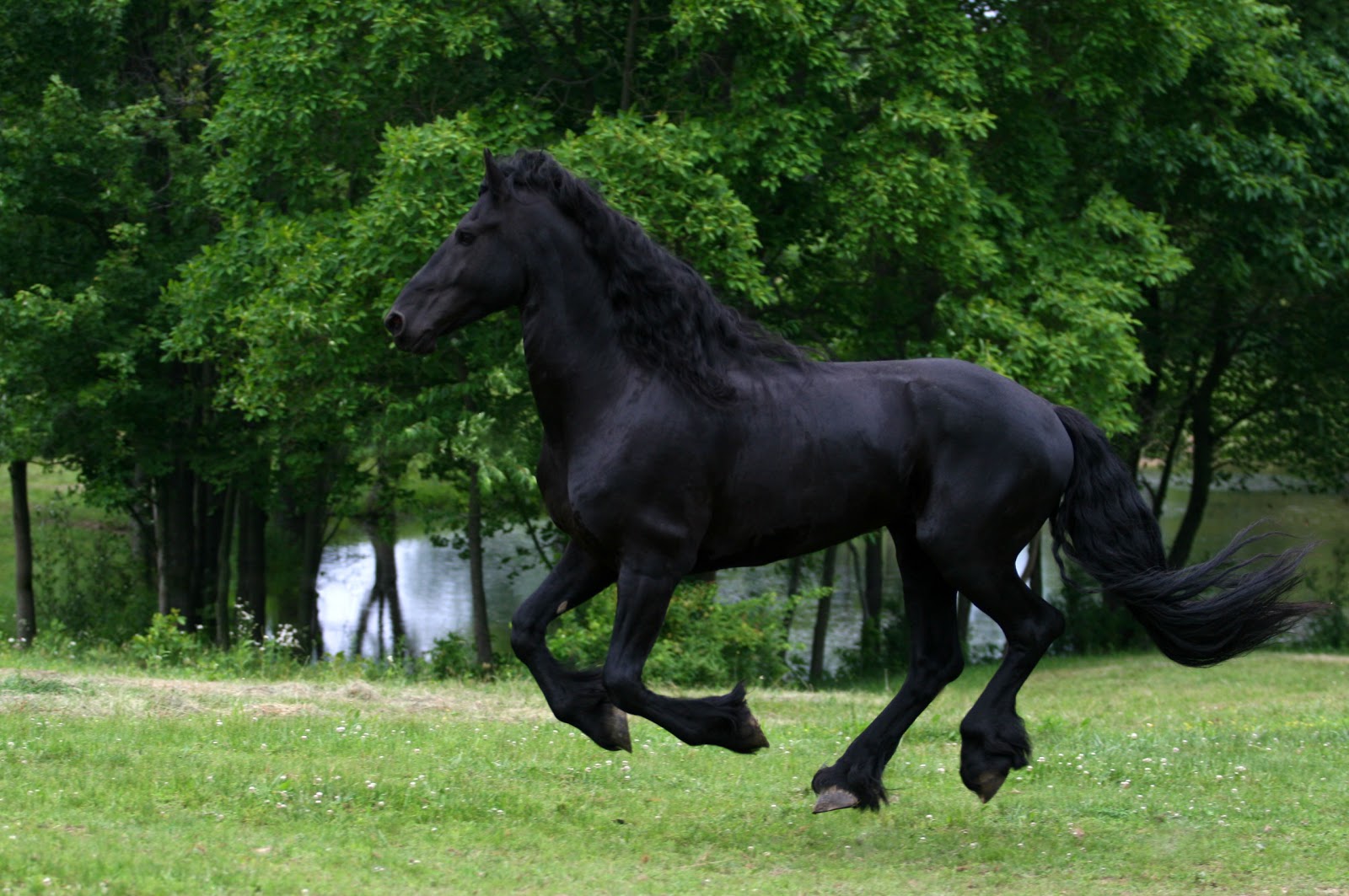 Black Horse Wallpaper Friesian Black Running Horse - Friesian Black Horse Running , HD Wallpaper & Backgrounds