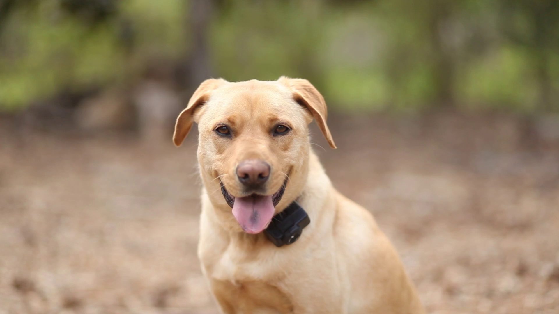 Animals Hd , HD Wallpaper & Backgrounds