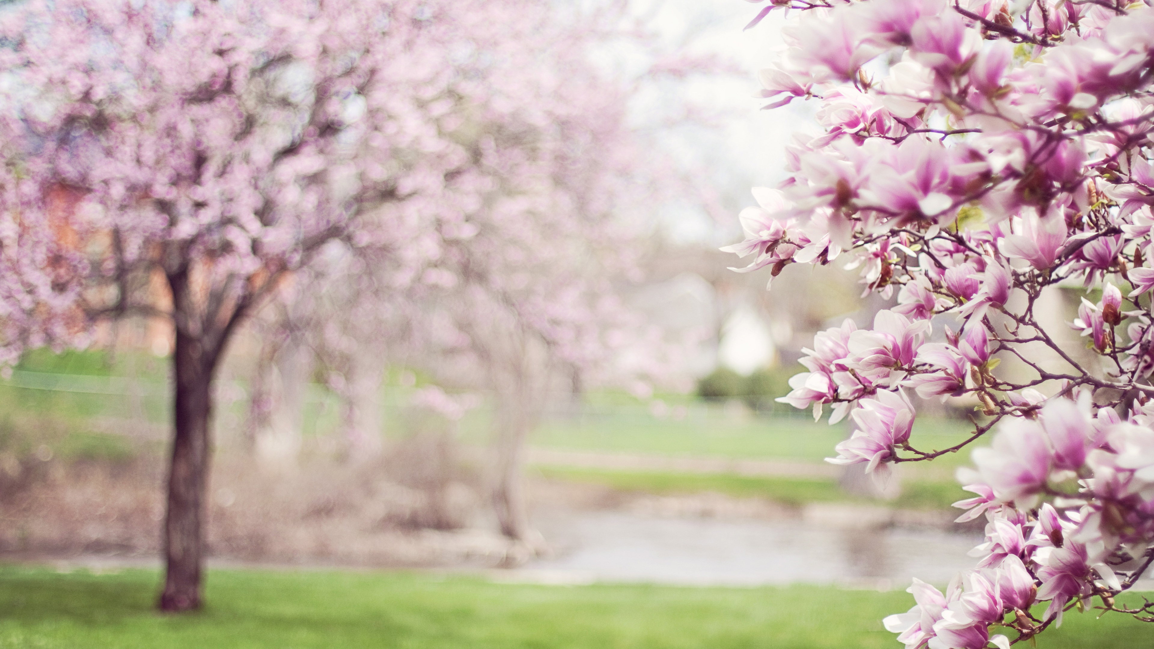 Cherry Blossom Tree 4k - Magical Cherry Blossom Tree , HD Wallpaper & Backgrounds