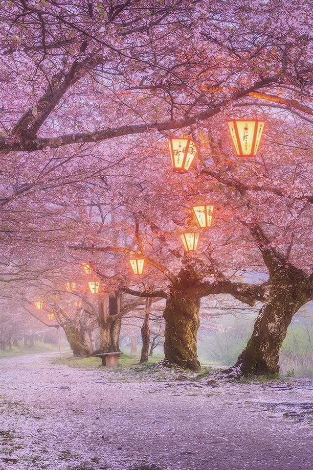 Japanese Lanterns Cherry Tree , HD Wallpaper & Backgrounds