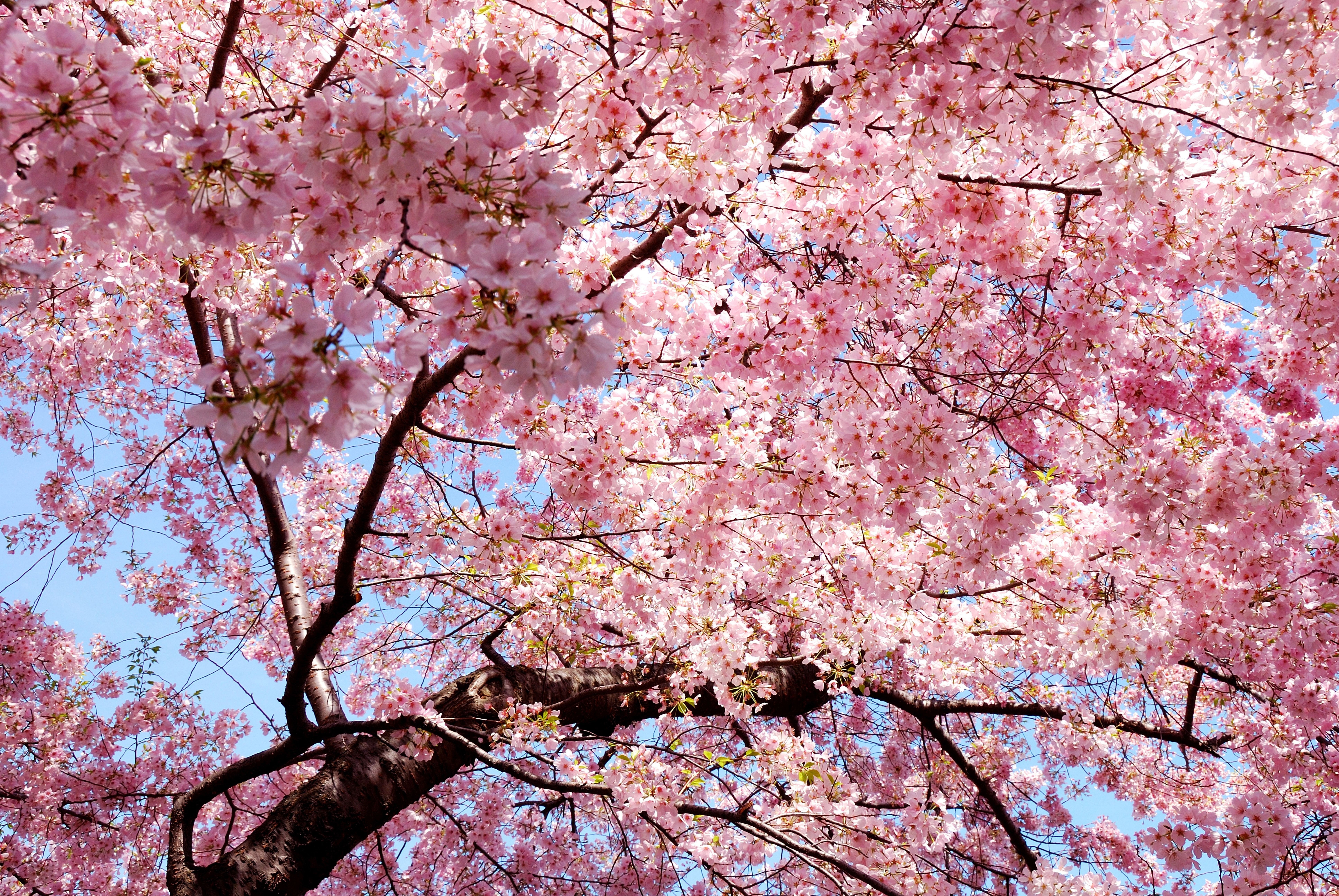 Spring Sakura , HD Wallpaper & Backgrounds
