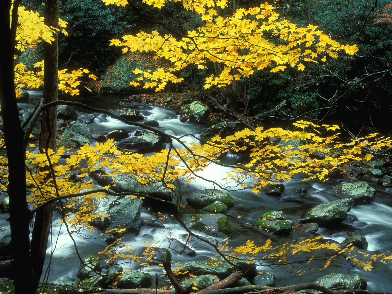 Download Great Smoky Mountains Nature Wallpaper For - Wallpaper , HD Wallpaper & Backgrounds