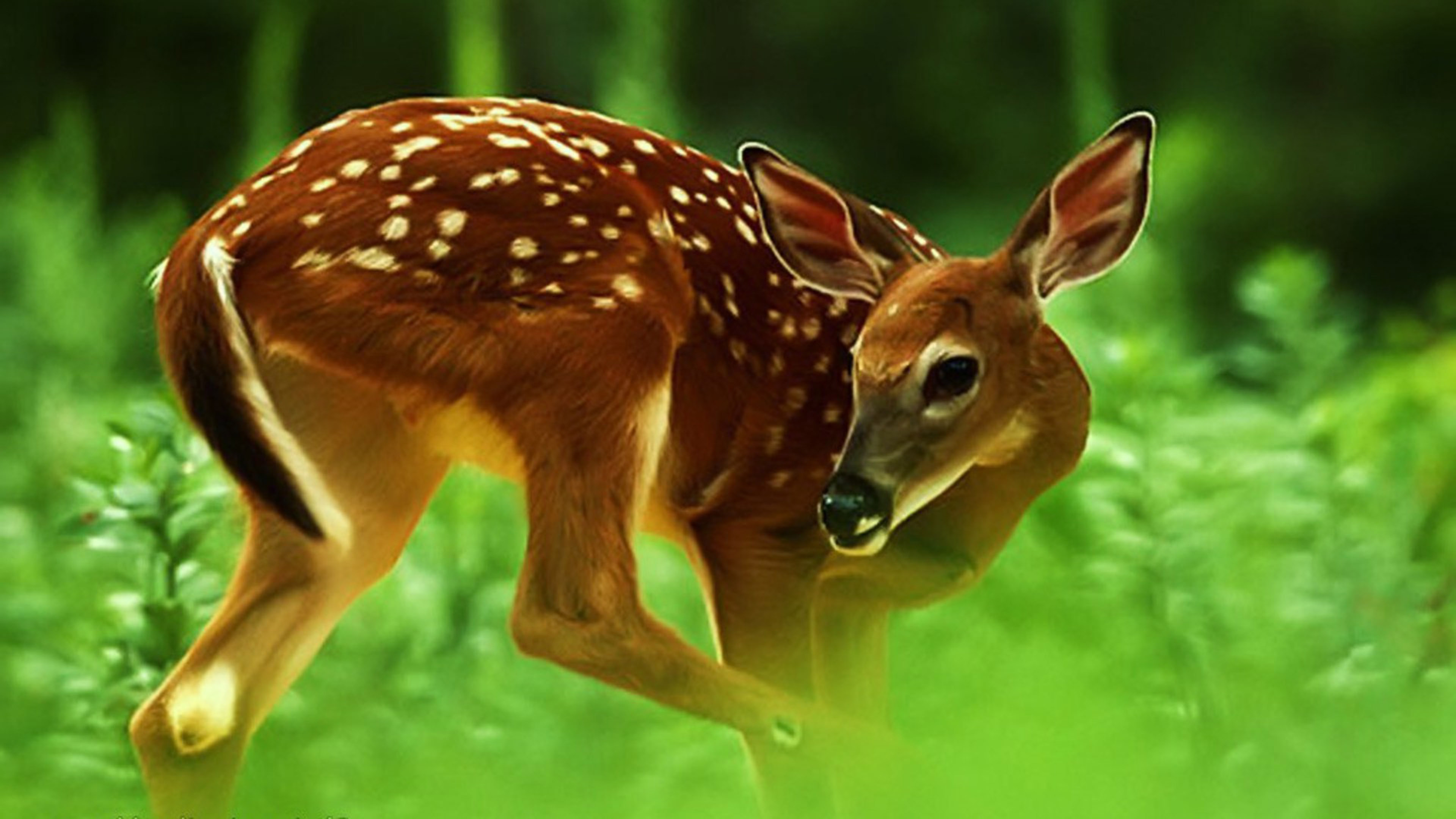 Deer Wallpaper Hd Download , HD Wallpaper & Backgrounds