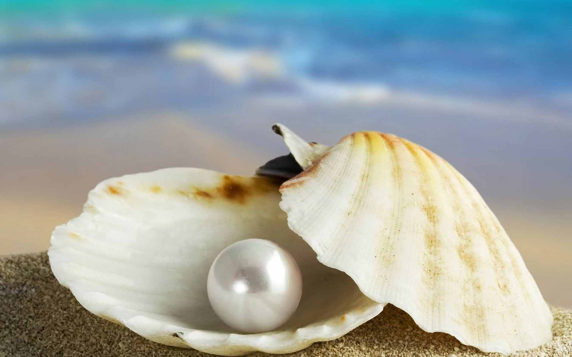 Sea Shell Pearl , HD Wallpaper & Backgrounds