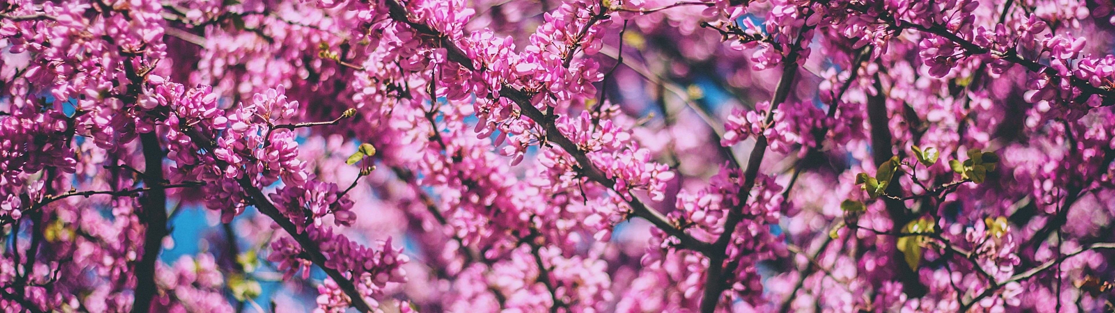 Sakura Leaves, Cherry Blossom, Branches, Tree - Cherry Blossom , HD Wallpaper & Backgrounds