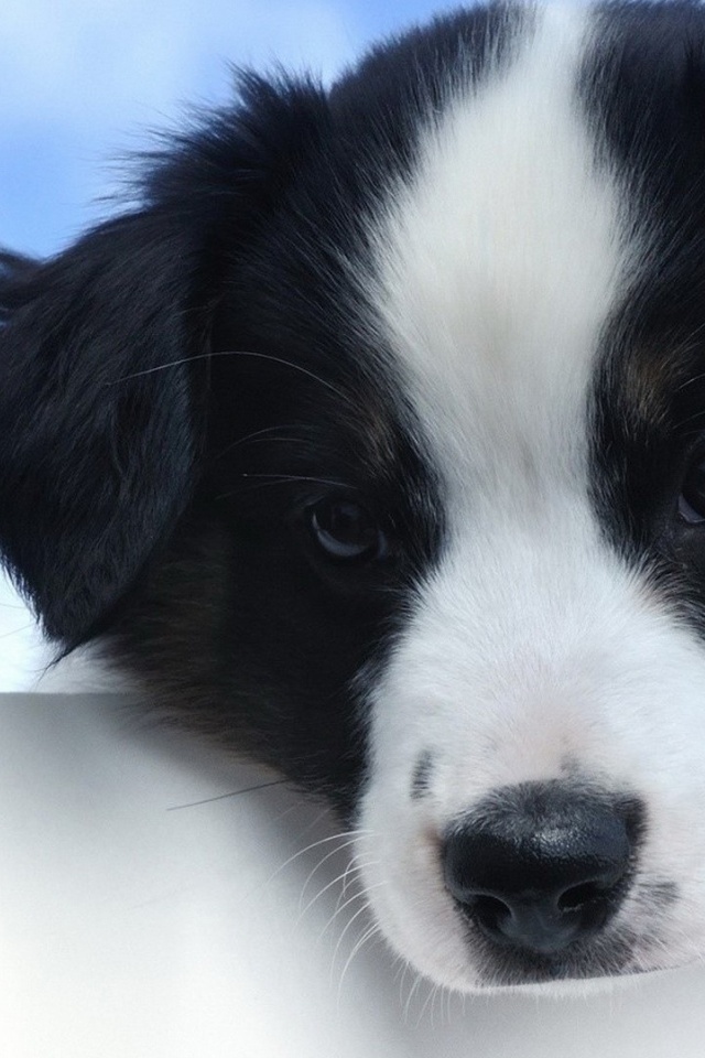 Cute Black White Puppy , HD Wallpaper & Backgrounds