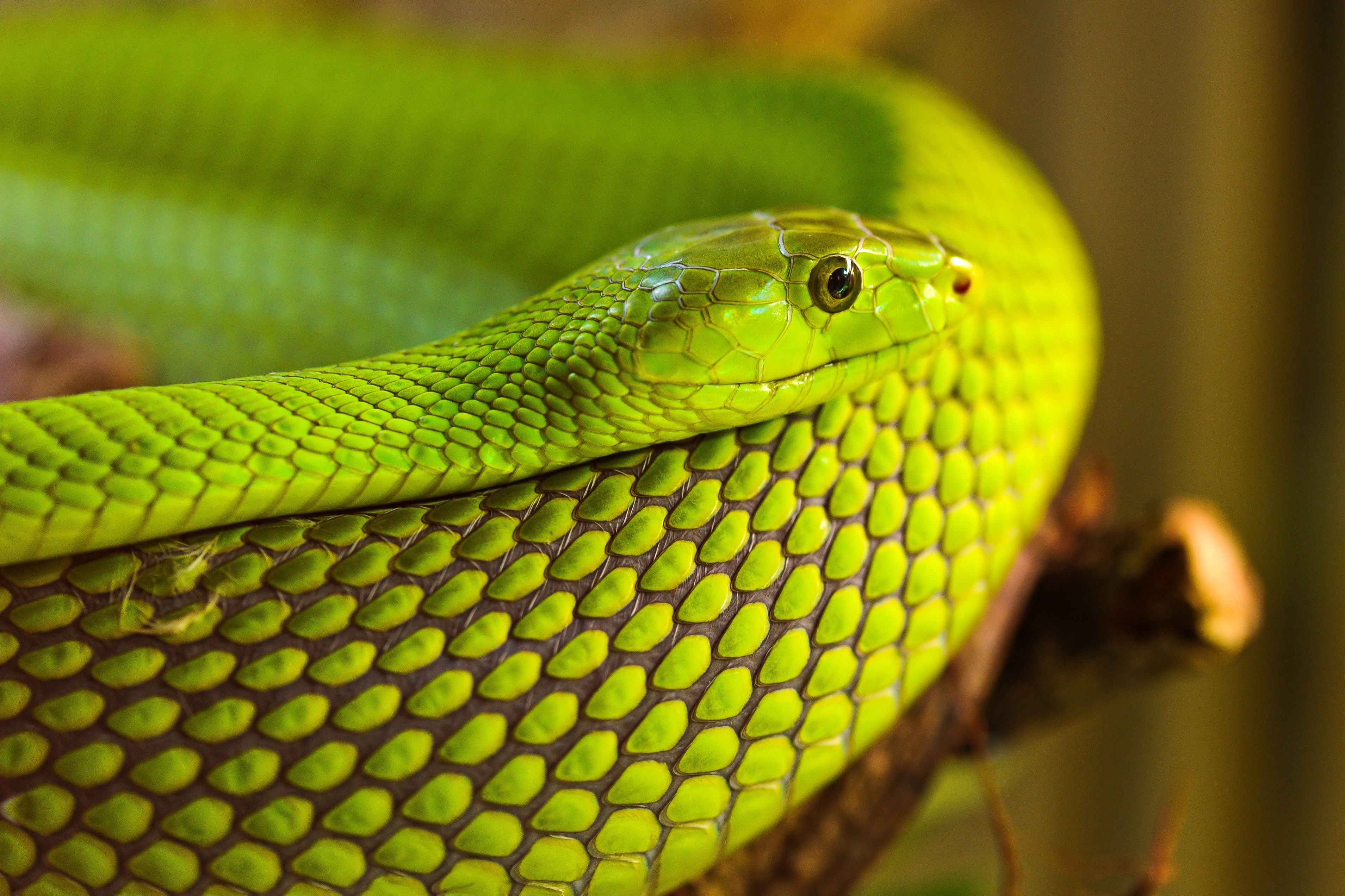 Snake Scales , HD Wallpaper & Backgrounds