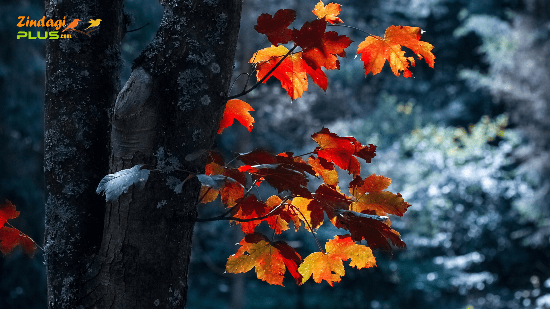 Best Nature Wallpapers Hd Free Download - Autumn , HD Wallpaper & Backgrounds