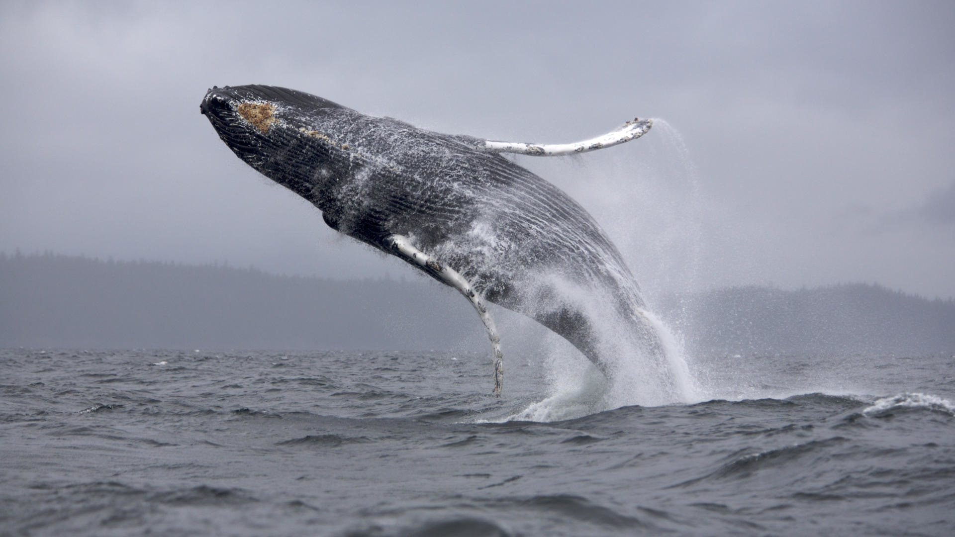 High Resolution Whale Full Hd Background Id - Whale Jumping Hd , HD Wallpaper & Backgrounds