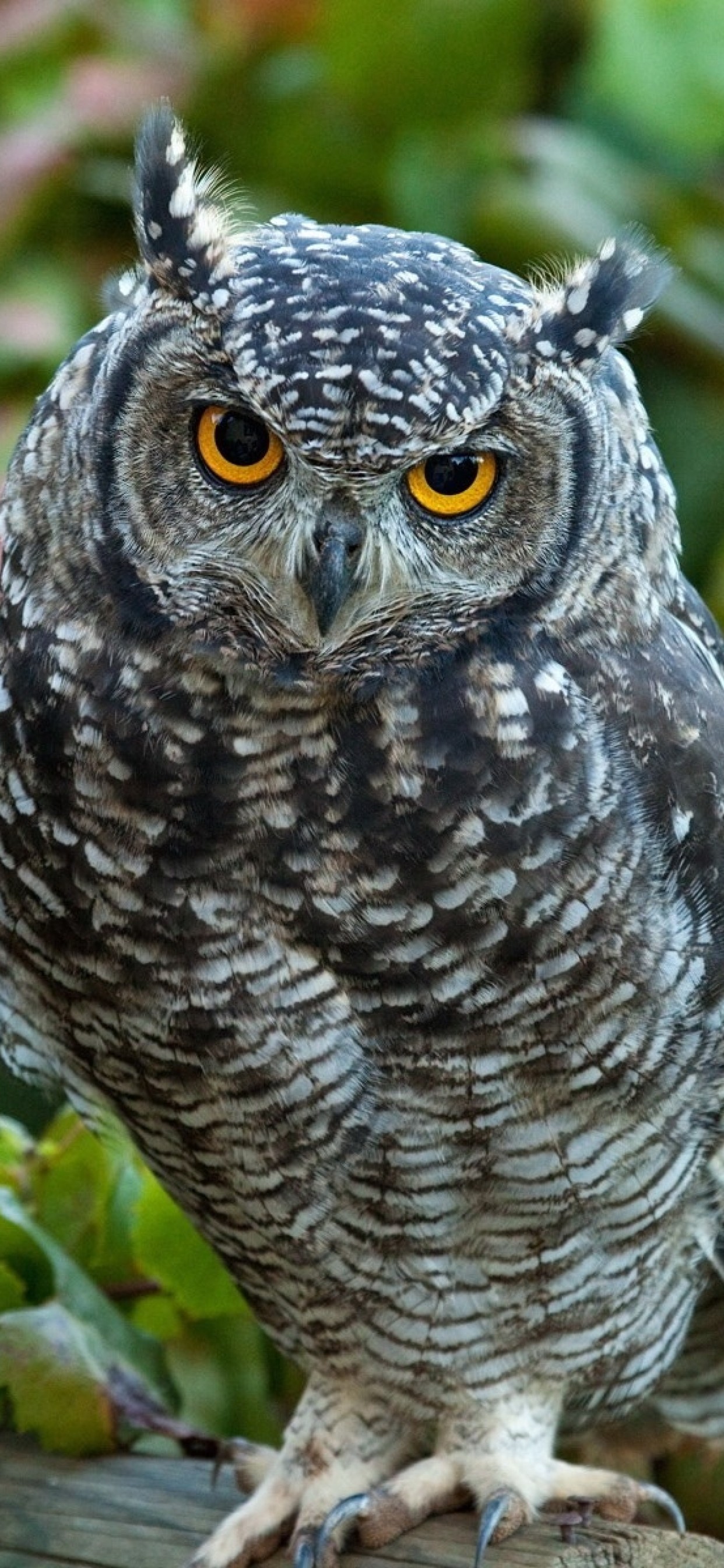 Owl, Predator, Birds, Leaves, Standing , HD Wallpaper & Backgrounds