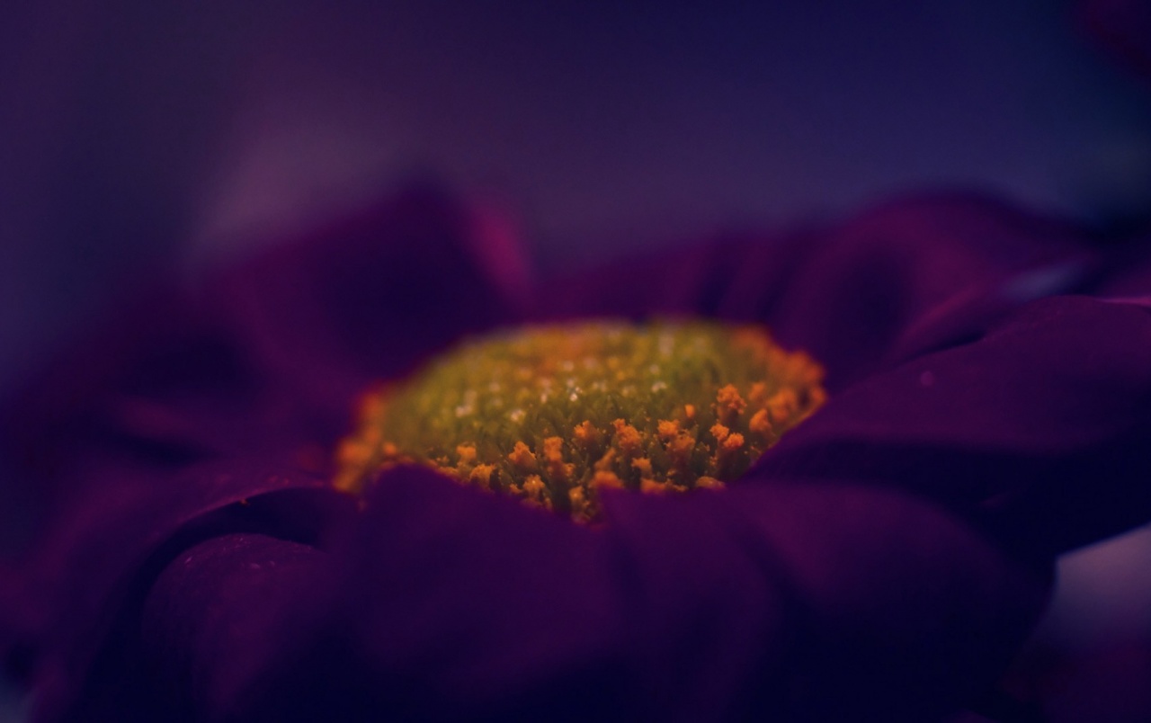 Dark Purple Flower Macro Wallpapers - Macro Flower , HD Wallpaper & Backgrounds