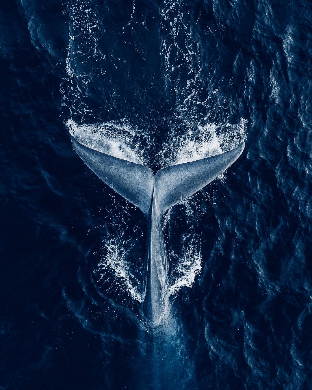 Humpback Whale Portrait Hd , HD Wallpaper & Backgrounds