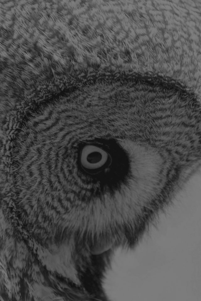 Owl Eye Bw Dark Animal Nature Iphone Wallpaper - Imahe Sad Papel De Parede , HD Wallpaper & Backgrounds