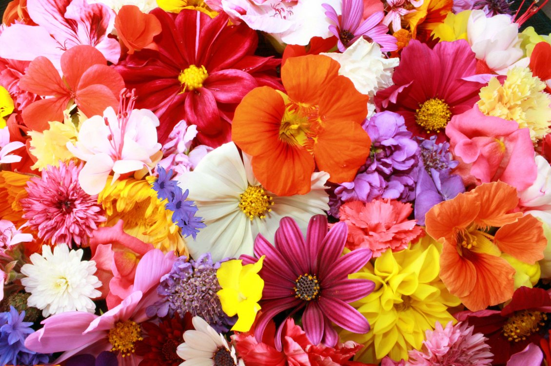 Download Wallpaper Colorful Flower Carpet , HD Wallpaper & Backgrounds