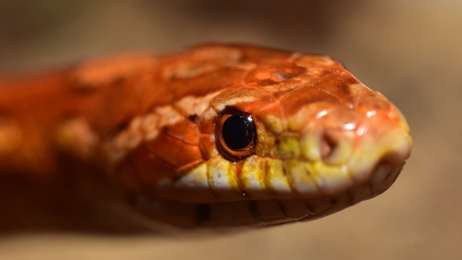Wallpaper Snake, Boa, Reptile, Eyes - Corn Snake Eyes , HD Wallpaper & Backgrounds