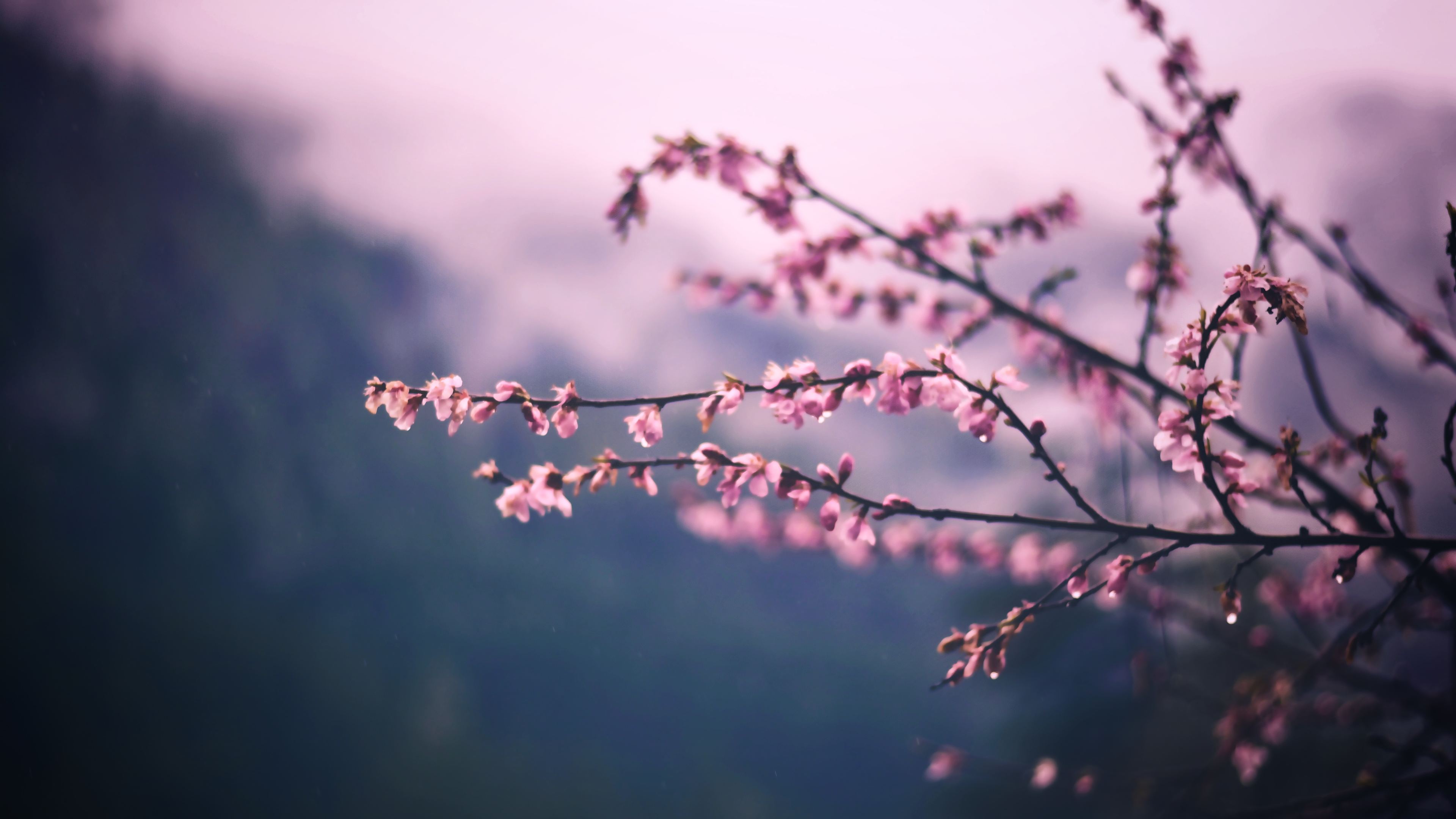 Pink Blossom Tree Branch Spring 5k , HD Wallpaper & Backgrounds