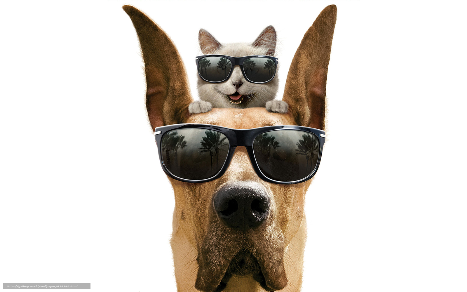 Cool Dog And Cat Wallpaper,funny Hd Wallpaper,friendship - Cute Wallpaper Dog Funny , HD Wallpaper & Backgrounds