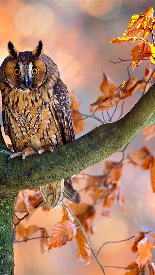 Iphone Wallpaper Autumn, Tree, Red Leaves, Owl - Обои На Смартфон Осень Совы , HD Wallpaper & Backgrounds