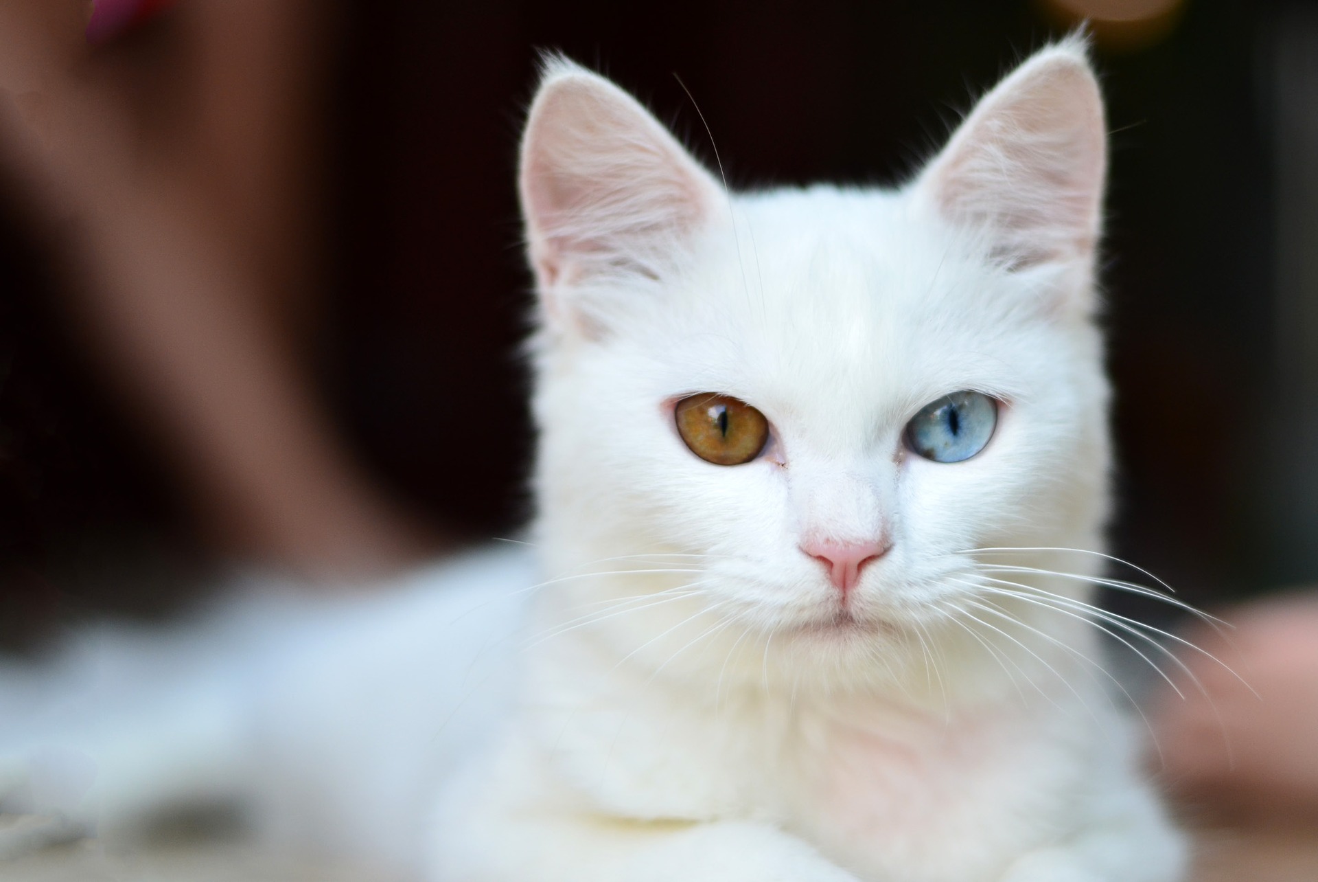 Amazing White Cat Wallpapers Submitted Hd By Ravi - Cat With Yellow And Blue Eyes , HD Wallpaper & Backgrounds
